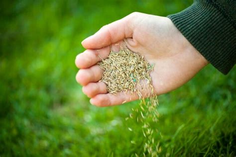 Best grass seed for florida. Things To Know About Best grass seed for florida. 